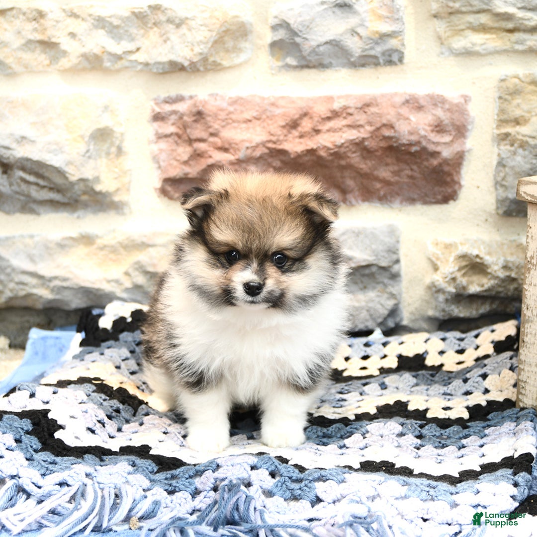 Pomeranian dogs for sale: Charlie - Image 1