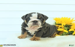 English Bulldog dogs for sale: Gunner - Image 3