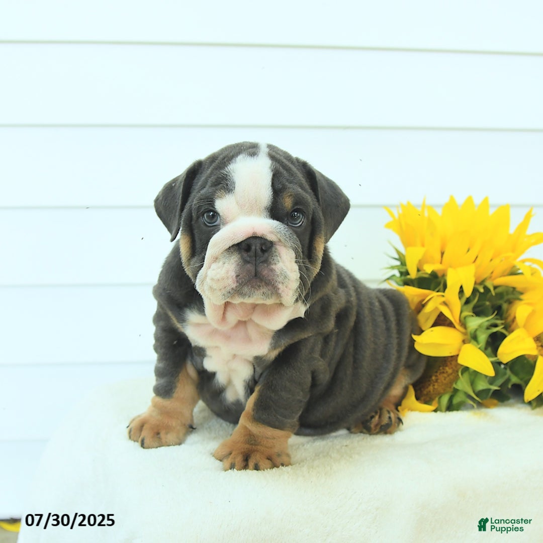 English Bulldog dogs for sale: Gunner - Image 3
