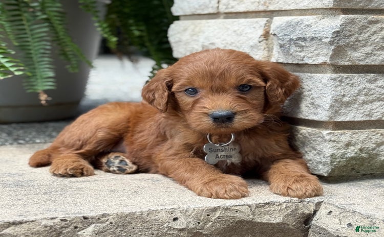Goldendoodle dogs for sale - Ad 5