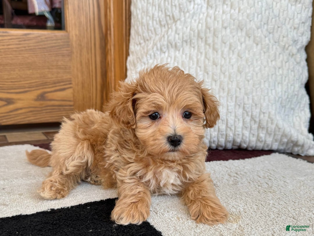 Maltipoo dogs for sale: Gordon - Image 7