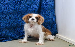Cavapoo dogs for sale: Buffy - Image 6