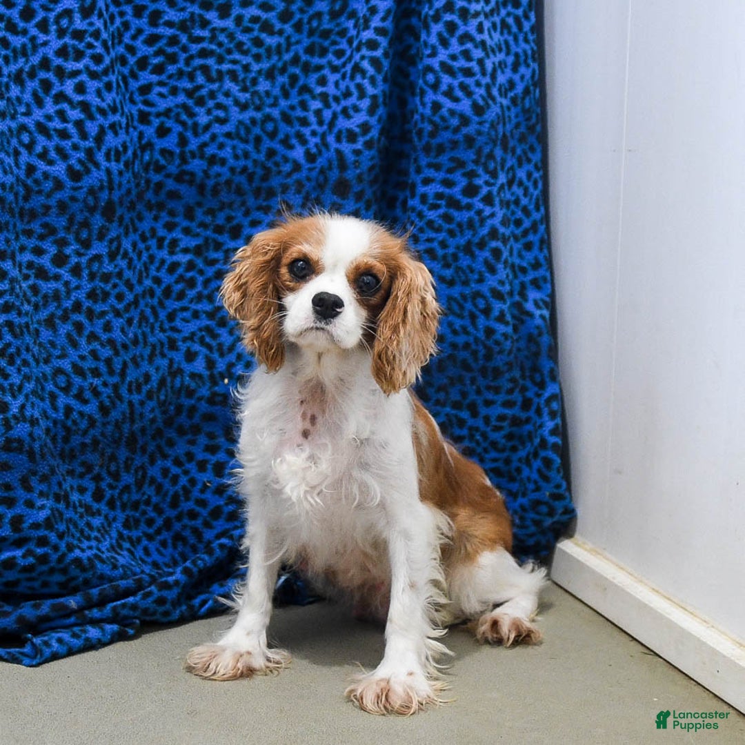 Cavapoo dogs for sale: Buffy - Image 6