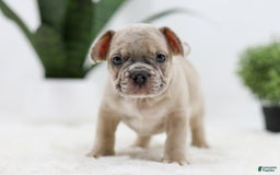 French Bulldog dogs for sale: Turbo - Image 5