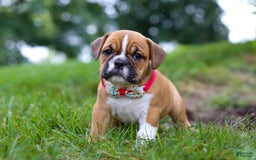 Beabull dogs for sale: Chloe - Image 3