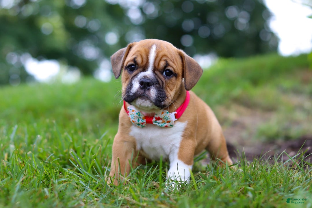 Beabull dogs for sale: Chloe - Image 3