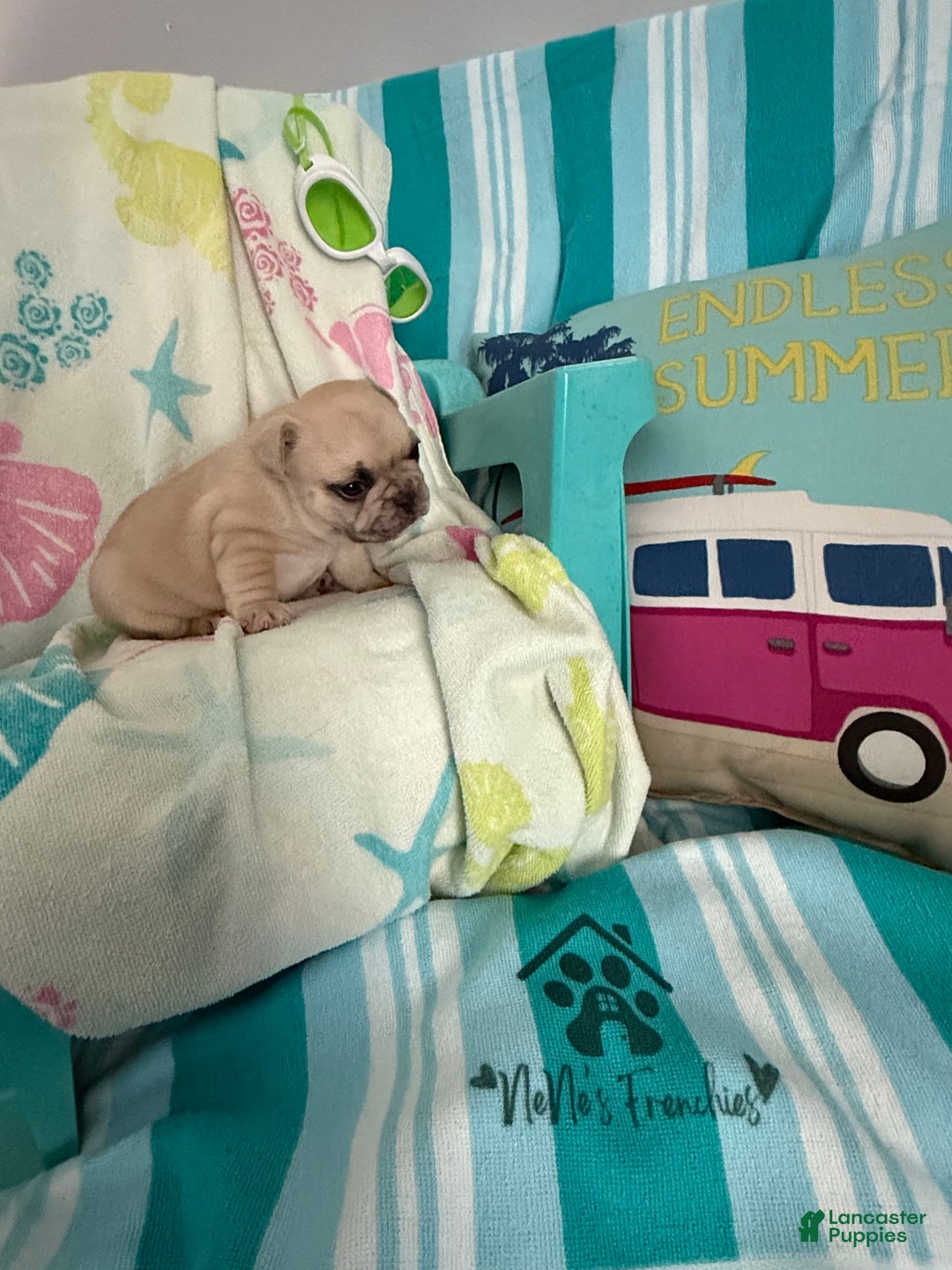French Bulldog dogs for sale: Akc Cream Black Mask Spot - Image 15