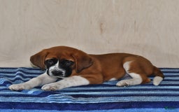 Saint Bernard dogs for sale: Princess - Image 1
