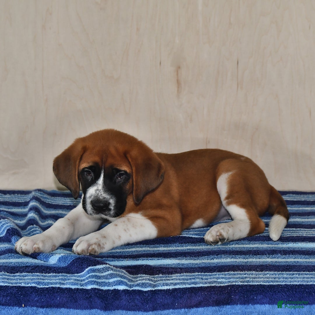 Saint Bernard dogs for sale: Princess - Image 1