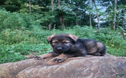 German Shepherd dogs for sale: Karma - Image 4