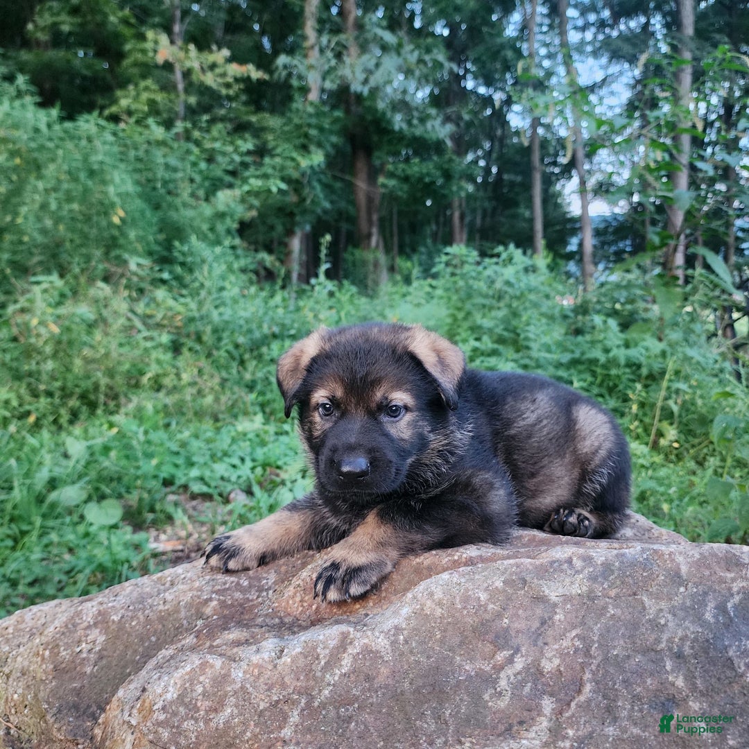 German Shepherd dogs for sale: Karma - Image 4