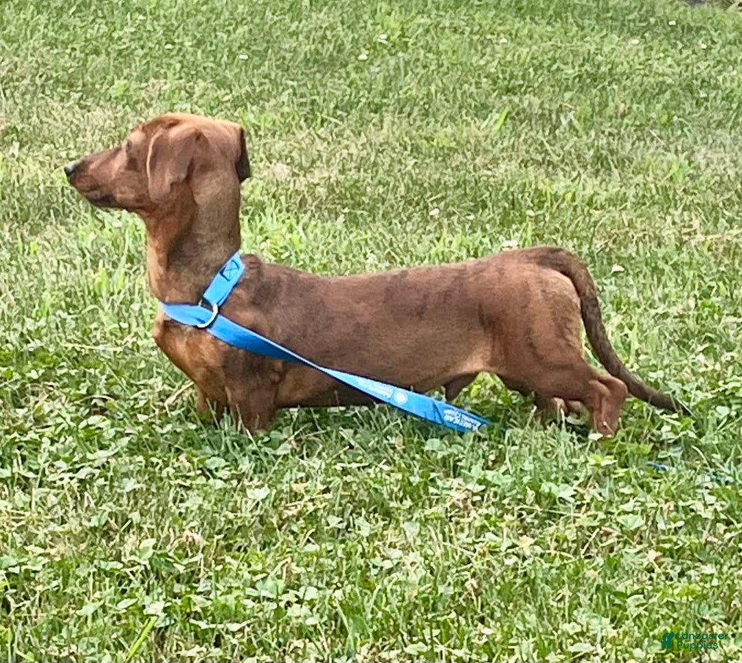 Miniature Dachshund dogs for sale: Griffin - Image 7