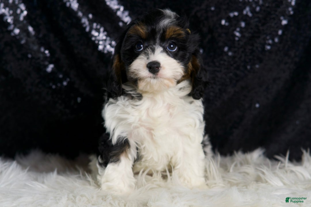 Cavapoo dogs for sale: Cookie - Image 6