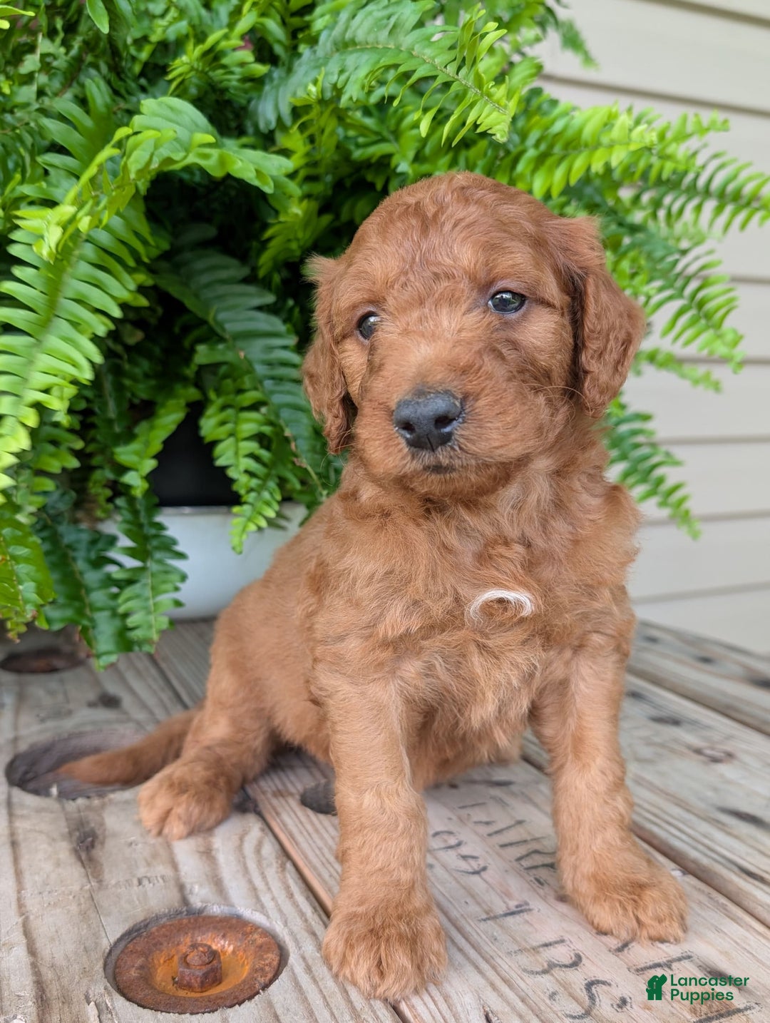 Goldendoodle dogs for sale: Dash - Image 38