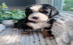 Bernese Mountain Dog dogs for sale: Female - Image 2