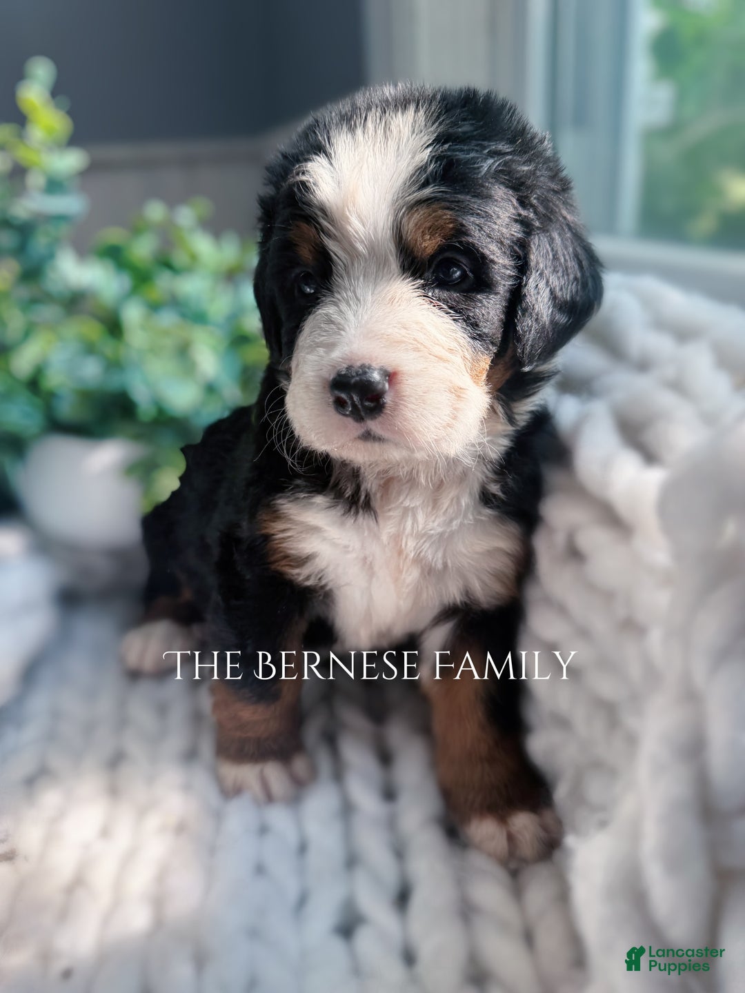 Bernese Mountain Dog dogs for sale: Female - Image 2