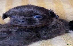 Shih Tzu dogs for sale: Bean - Image 2