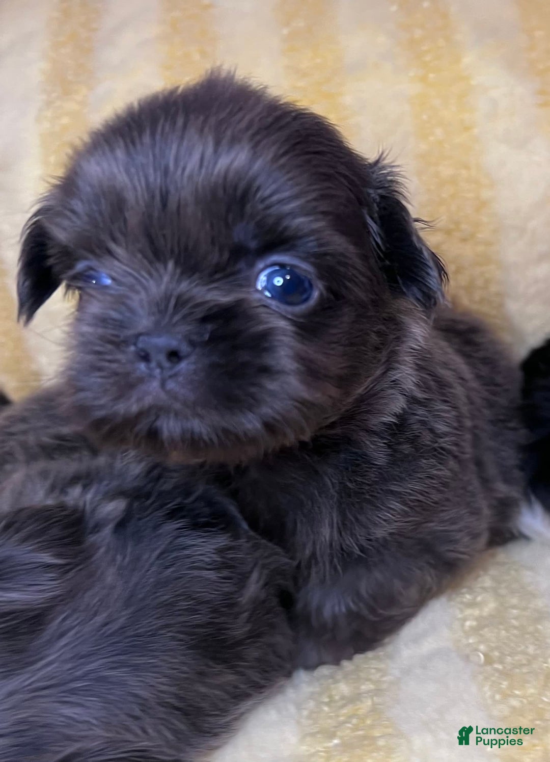Shih Tzu dogs for sale: Bean - Image 2