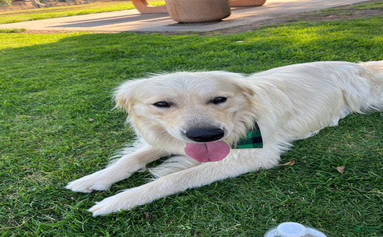 Golden Retriever dogs for stud - Ad 2