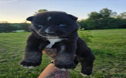 Siberian Husky dogs for sale: Stacy - Image 3