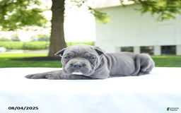Cane Corso dogs for sale: London - Image 3