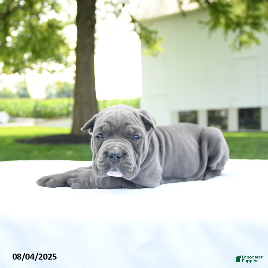 Cane Corso dogs for sale: London - Image 3