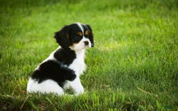 Cavalier King Charles Spaniel dogs for sale: Nero - Image 6
