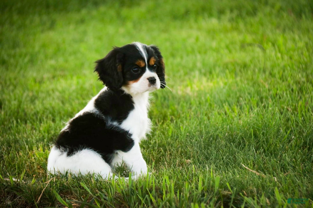 Cavalier King Charles Spaniel dogs for sale: Nero - Image 6