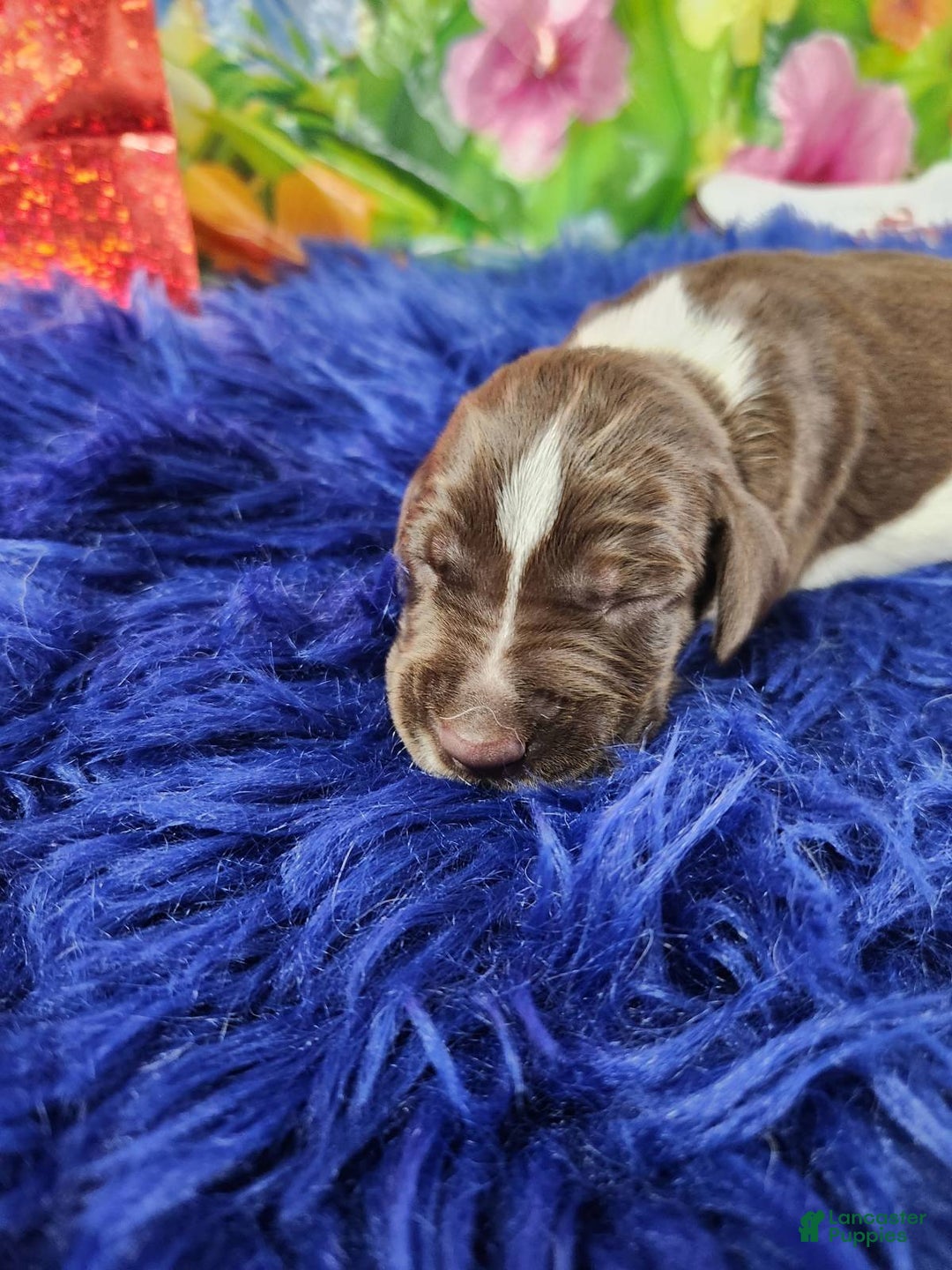 German Shorthaired Pointer dogs for sale: Frito - Image 1
