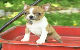 Boston Terrier dogs for sale: Nikki - Image 9