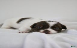Chihuahua dogs for sale: Tat - Image 6