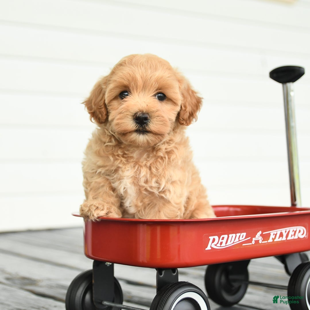 Maltipoo dogs for sale: Riley - Image 1