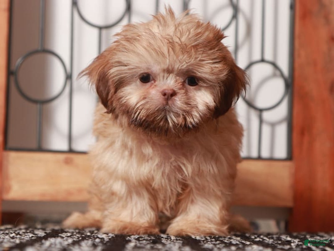 Shih Tzu dogs for sale: Tiki - Image 2