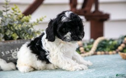 Cavapoo dogs for sale: Cavapoo 5 puppies - Image 6