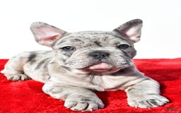 Frenchton dogs for sale: Oscar - Image 2