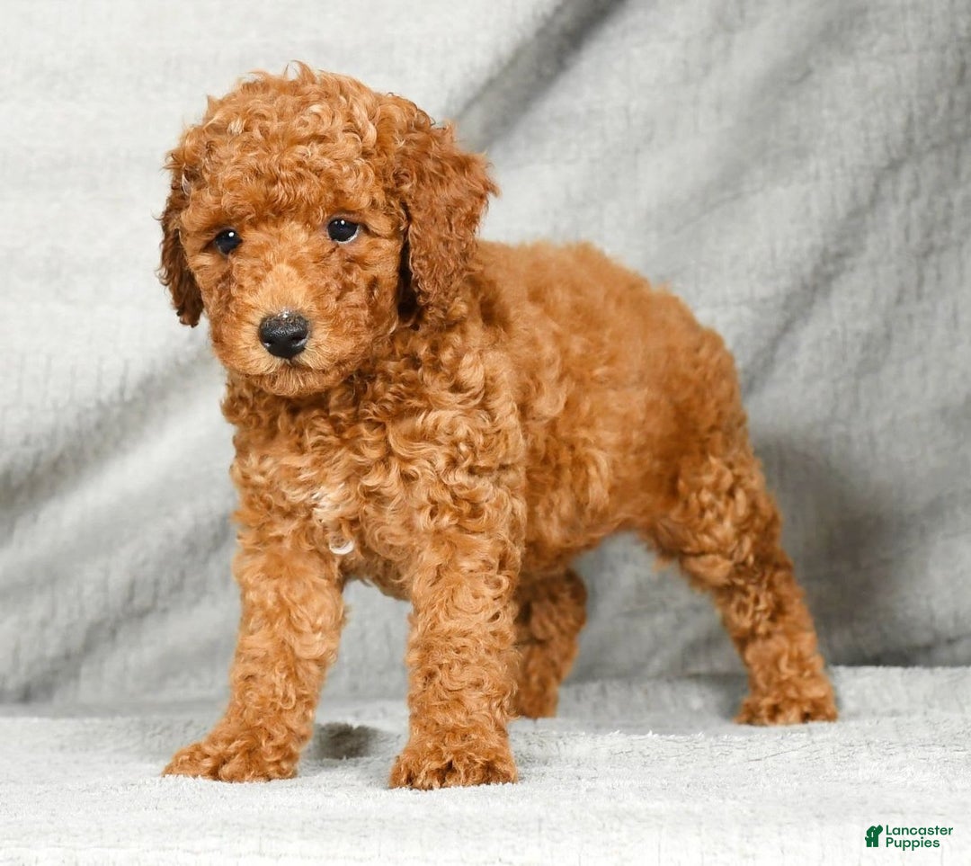 Miniature Poodle dogs for sale: Destiny - Image 8