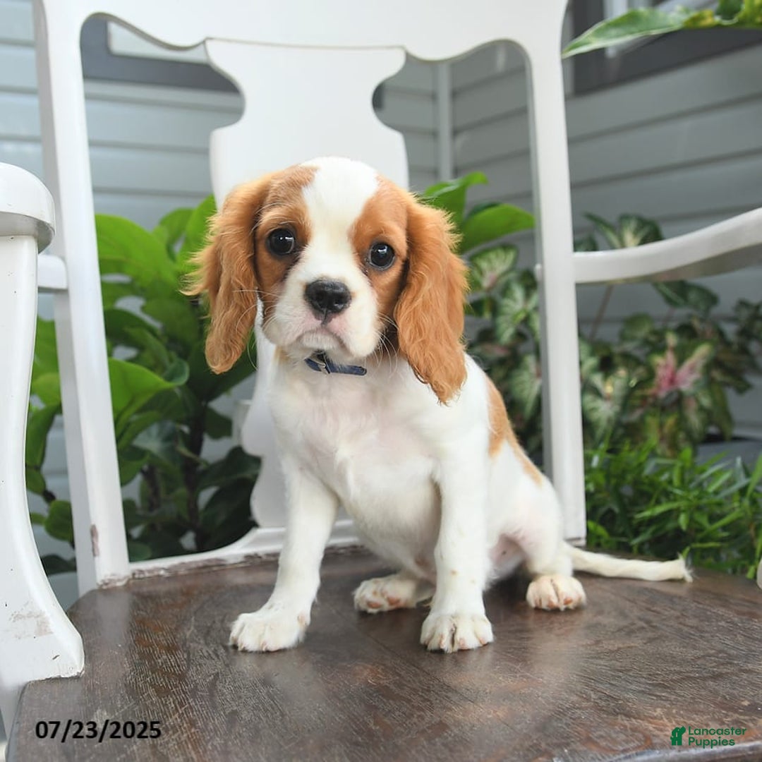 Cavalier King Charles Spaniel dogs for sale: Farley - Image 7