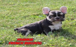 French Bulldog dogs for sale: Frankie - Image 1