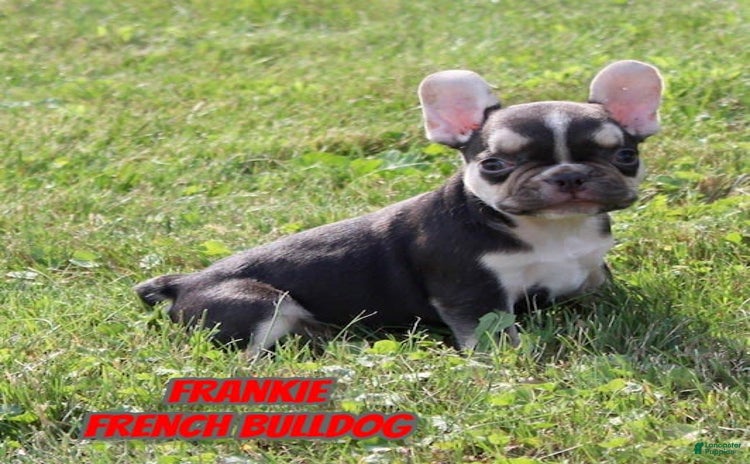 French Bulldog dogs for sale - Ad 3