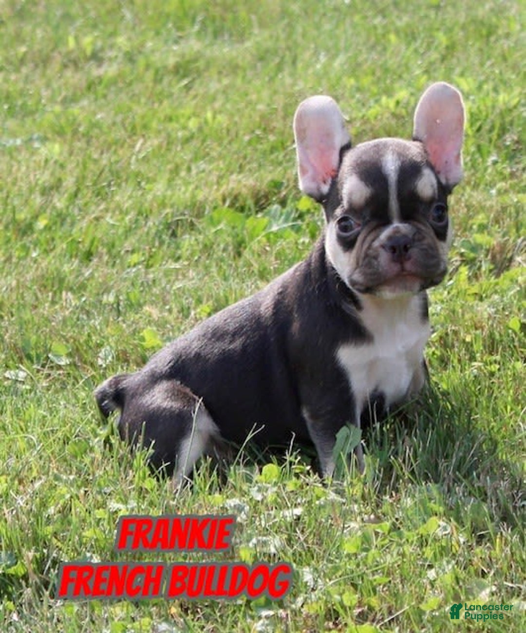 French Bulldog dogs for sale: Frankie - Image 1