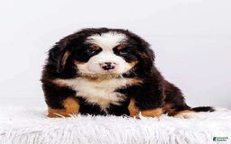 Bernese Mountain Dog dogs for sale: Marshmellow - Image 1