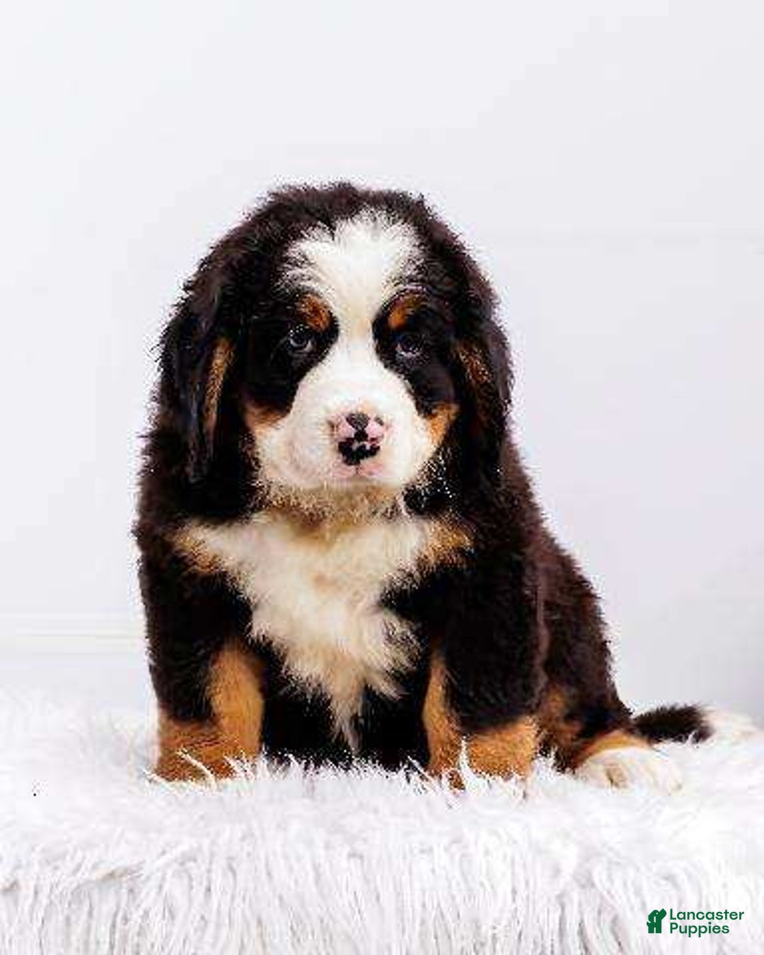 Bernese Mountain Dog dogs for sale: Marshmellow - Image 1