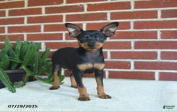 Miniature Pinscher dogs for sale: Jasper - Image 5