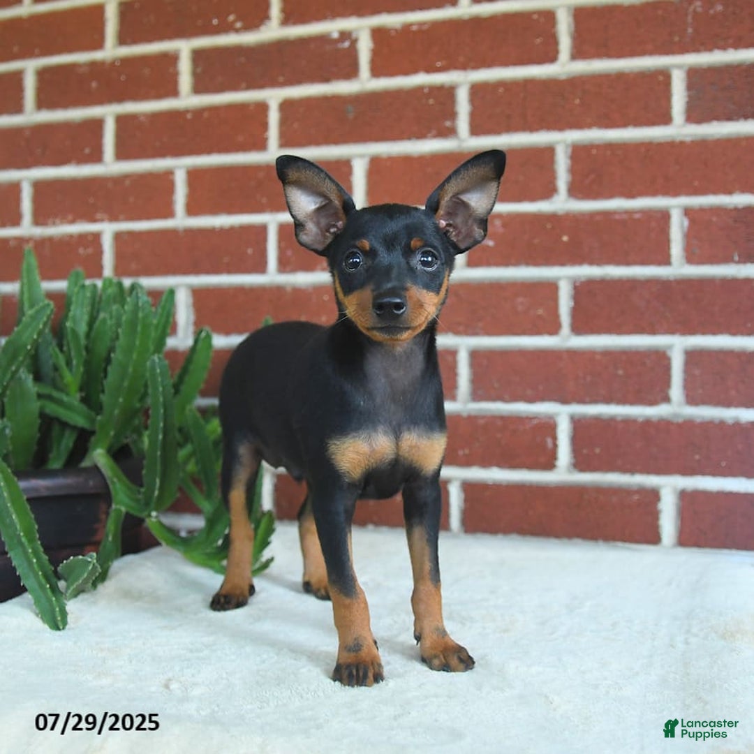 Miniature Pinscher dogs for sale: Jasper - Image 5