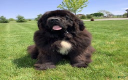 Newfoundland dogs for sale: Dawson - Image 11