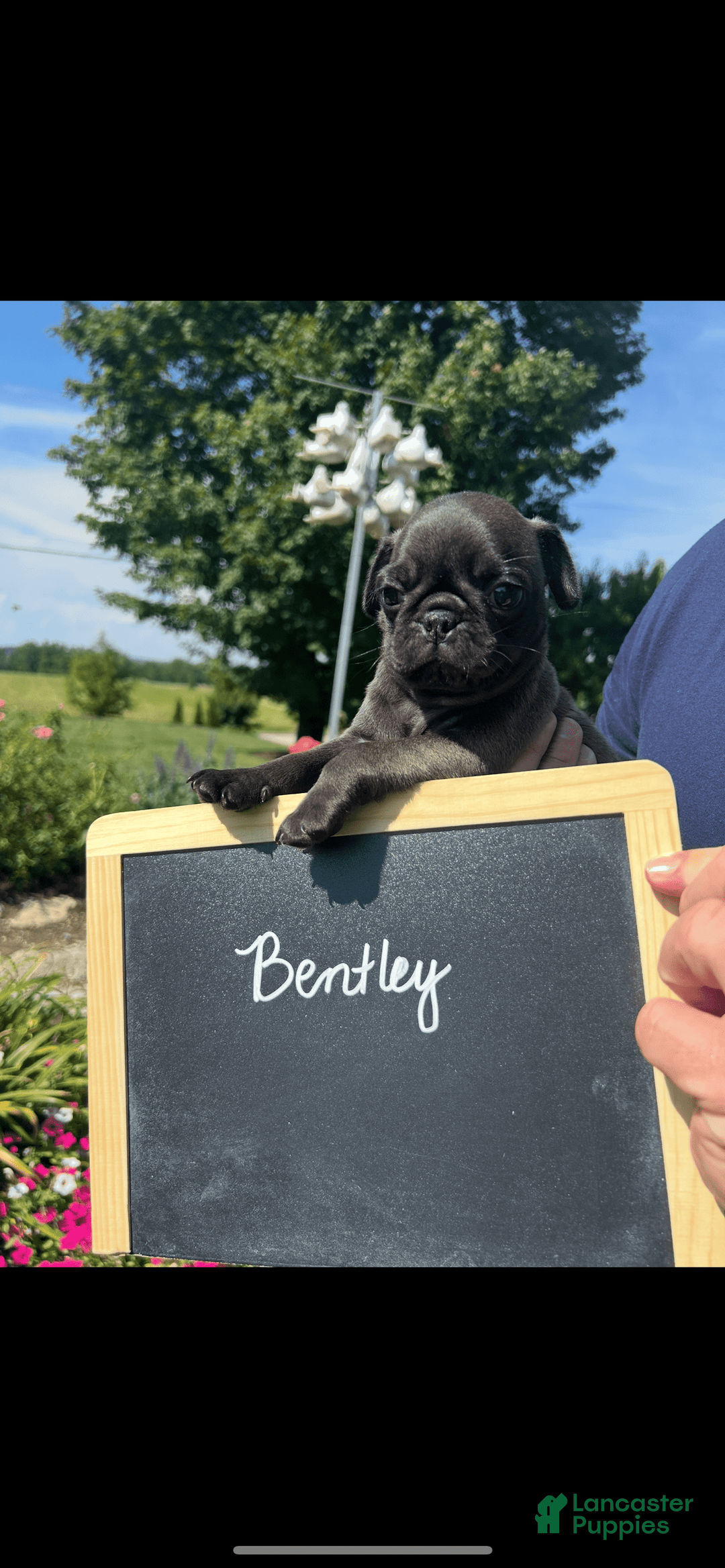 Pug dogs for sale: Bentley - Image 6