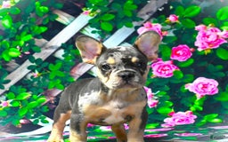 French Bulldog dogs for sale: Arlo - Image 7