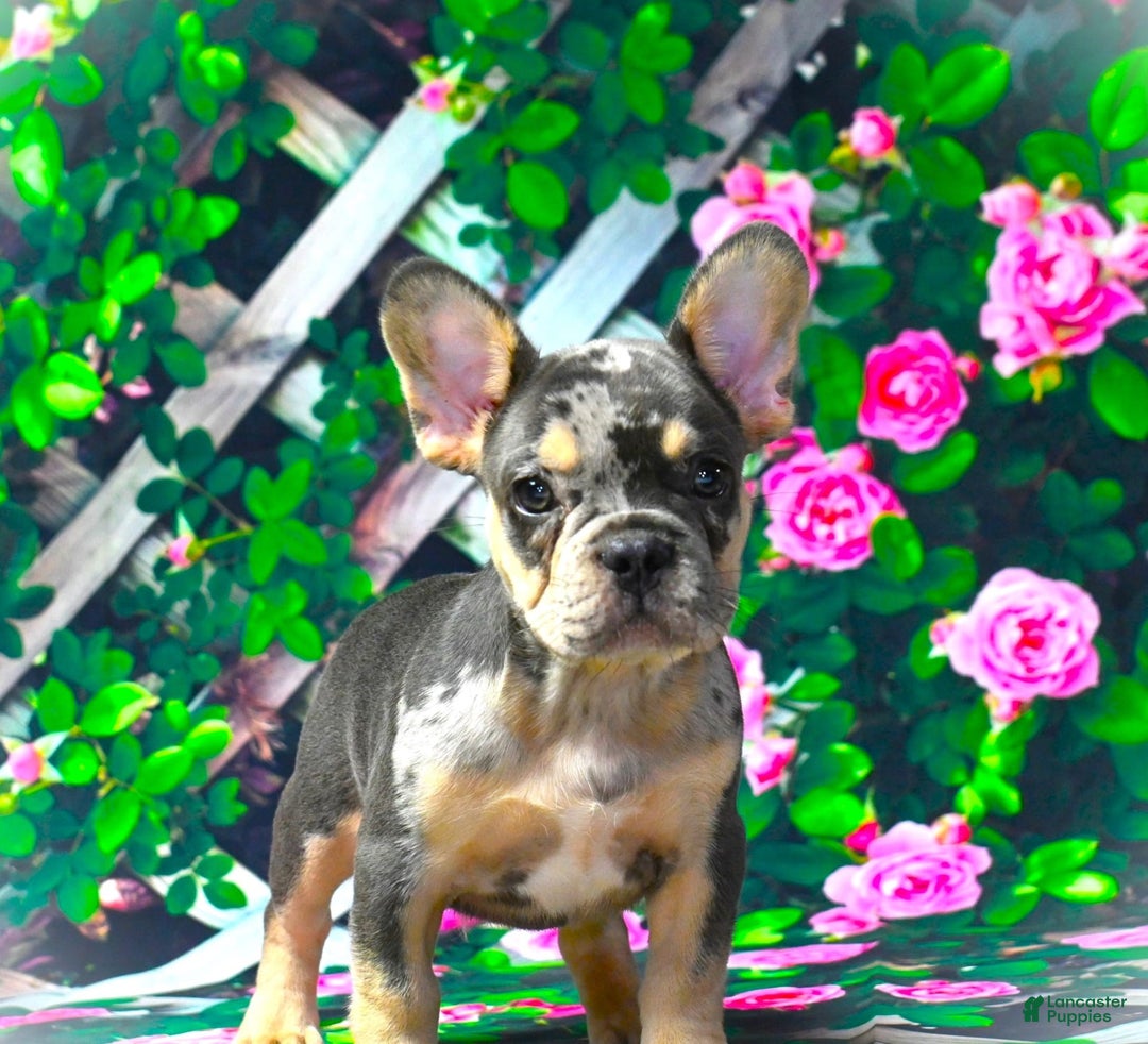 French Bulldog dogs for sale: Arlo - Image 7