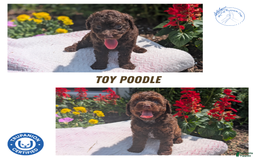 Toy Poodle dogs for sale: Buffy - Image 12