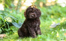 Cockapoo dogs for sale: Akira - Image 3